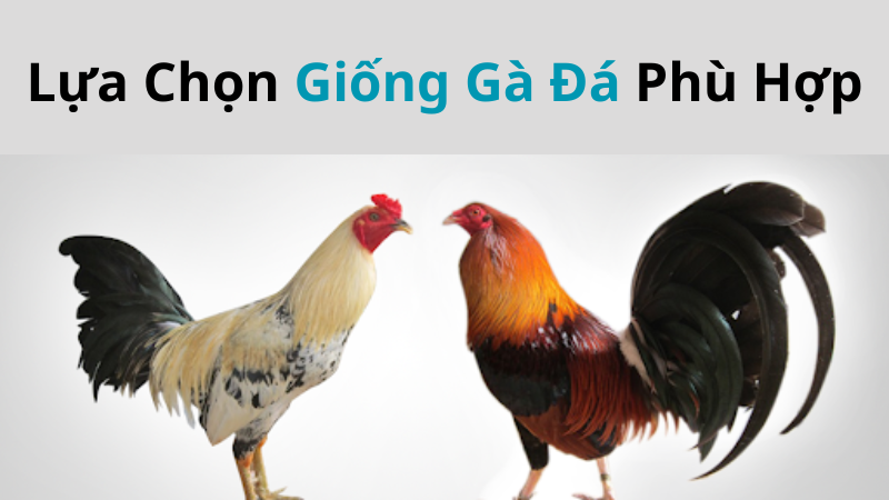 Lựa Chọn Giống Gà Đá